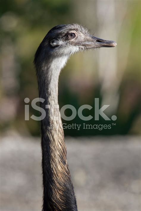 American Rhea Stock Photo Royalty Free Freeimages