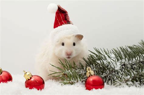10 Adorable Pets Ready To Celebrate The Holidays Hamster Wallpaper