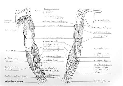 Anatomy Atlas Part 18 Arm Muscles