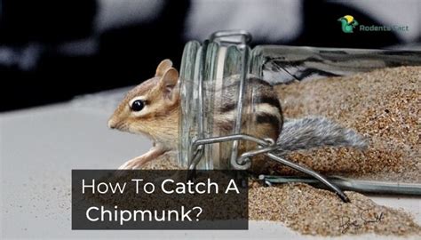 How To Catch A Chipmunk 3 Proven Ways