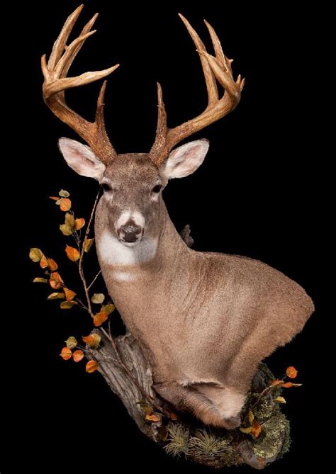 Whitetail Whitetail Mounts In 2019 Deer Mounts Deer Shoulder