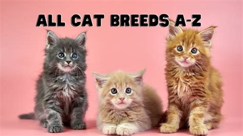 All Cat Breeds A To Z Youtube