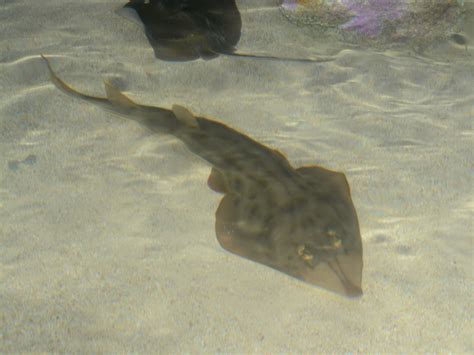 The Online Zoo Unidentified Ray