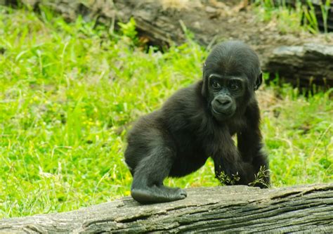 Allbabieson Baby Gorillas Gorilla Baby Animals
