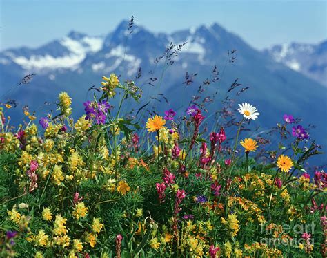 Alpine Wildflowers Photograph By Hermann Eisenbeiss And Photo