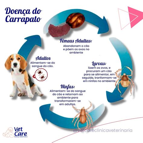 Doença Do Carrapato Em Cachorros Vet Care Clínica Veterinária 24h