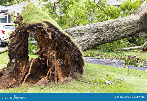 Close Up Of Bottom Of Broken Tree With Roots Up In The Air Stock Image