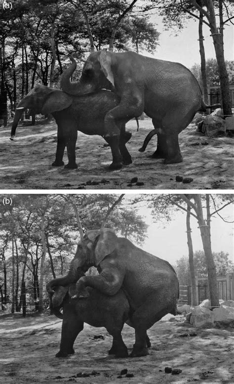 Copulation Of Elephants Showing A Initial Mounting By The Male And Download Scientific