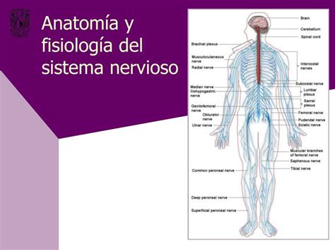 Anatomía Y Fisiología Del Sistema Nervioso Vázquez Ian Udocz