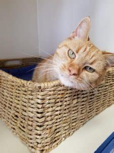For dog boarding beyond the typical kennel experience, explore our boarding and day care services at petsmart petshotel! Top Cat Kennel Near Me - Cat Boarding Hotel Laguna ...