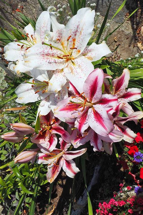 How To Plant Oriental Lily Bulbs In Pots Onaclarityquest