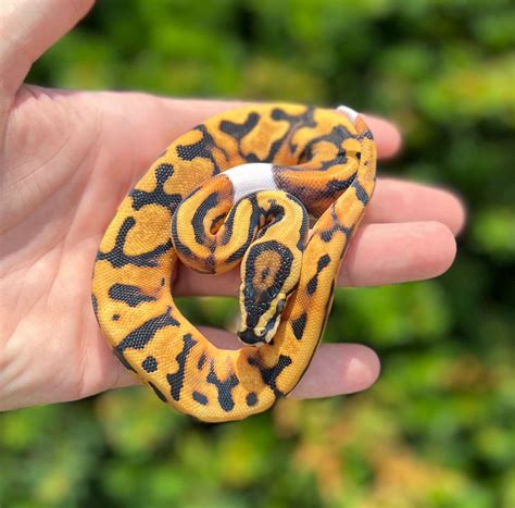 Baby Pied Ball Python Male Scales And Tails Of Ohio