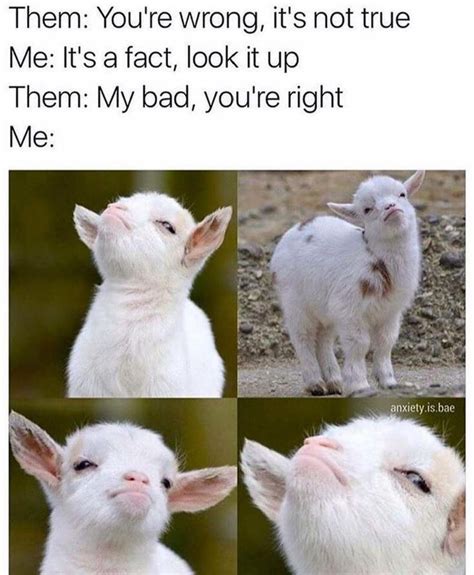 My Baby Goats Make This Face All The Time Funny