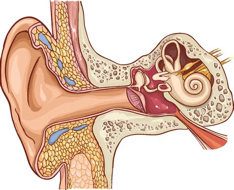 Glue Ear And Grommets Ear Surgeon