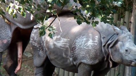 Rhinoceros Making Love Rhinoceros Mating Video Animal Mating Youtube