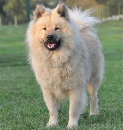 All You Need To Know About Eurasier Dog Breed Doglopedix