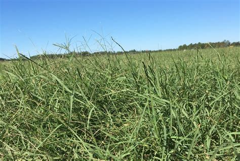 Bermudagrass In Alabama Alabama Cooperative Extension System