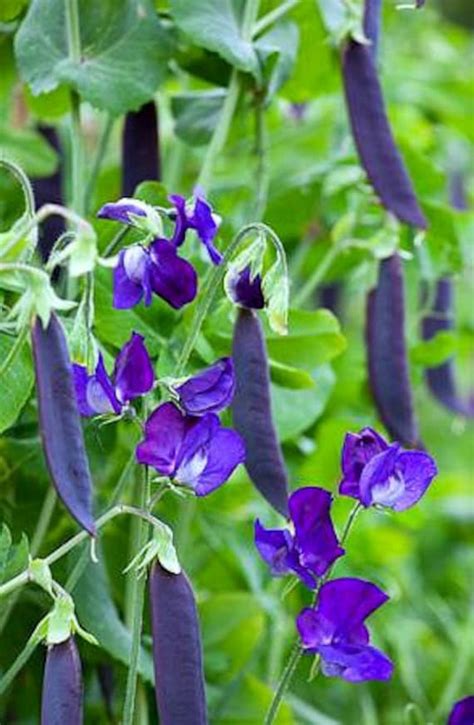 Blauwschokkers Purple Podded Peas 25 Heirloom Seeds Non Gmo