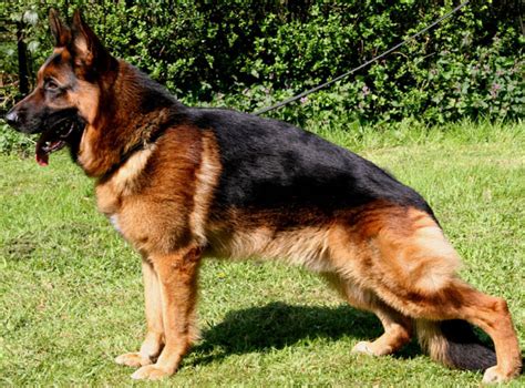 The Americanization Of The German Shepherd Changing Needs Changing