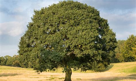Top 10 Facts About Oak Trees Uk