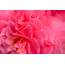 Pink Flower Petals Royalty Free Stock Photo And Image
