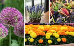 11 Florida Plants That Repel Mosquitoes - Garden Lovers Club