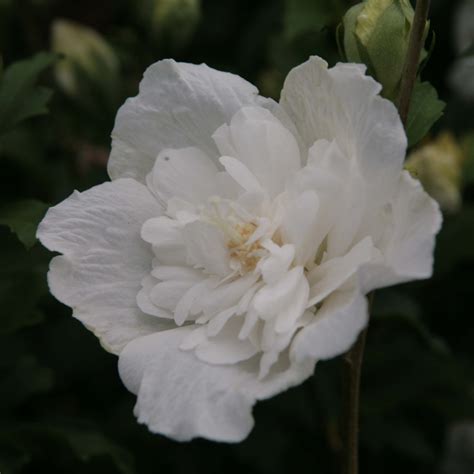 Hibiscus Syriacus White Chiffon Althéa à Grandes Fleurs Doubles Blanches