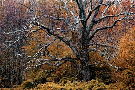 Sleepy Hollow Tree by Richard Speedy (Color Photograph) | Artful Home
