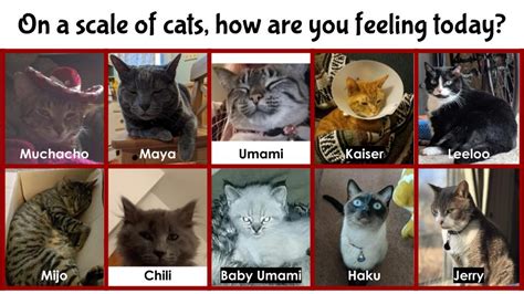 √ダウンロード How Are You Feeling Today Cat Scale 210501 On A Scale Of Cat