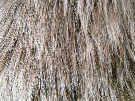 Free Download Shag Faux Fur 2 By Rhabwar Troll Stock On 1100x825 For