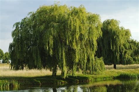 Does The Weeping Willow Tree Lose Its Leaves During The Winter Ehow