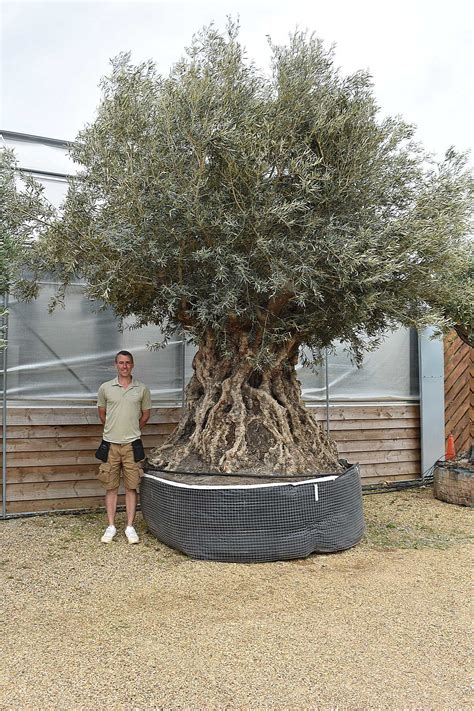 Xl Large Trunk Olive Tree Sold Olive Grove Oundle