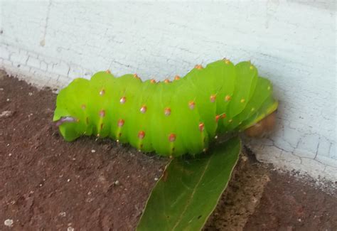 Polyphemus Moth Caterpillar Cocooning Whats That Bug