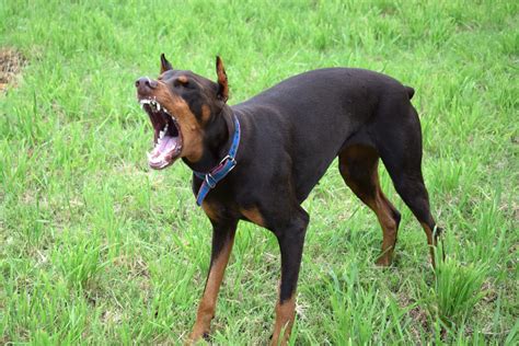 הכלב אגרסיבי על סוגי תוקפנות בכלבים Petnet