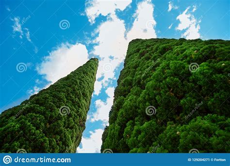 evergreen cypress pyramidal shape cypress in nature stock image image of landscape high