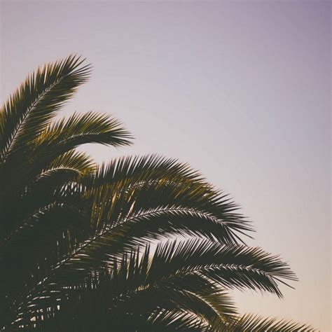 Palm Tree Branches Sky Wallpaper 1024x1024