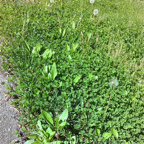 Smoking tolerance level 1= very illegal 5=virtually legal: Know your lawn weeds-Common Weeds in Maryland - MRW Lawns