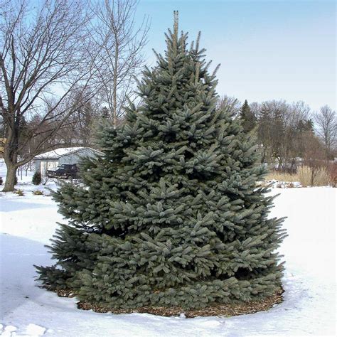 Fat Albert Colorado Blue Spruce Tree For Sale Plantingtree