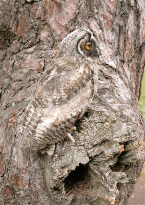 15 Camouflaged Owls — Beautiful Birds Blending In Beautiful Awesome