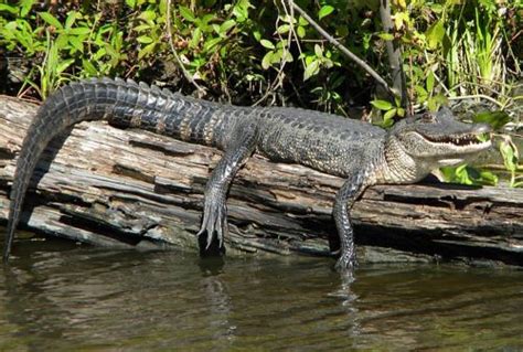 Photo Gallery Jean Lafitte Swamp Tours