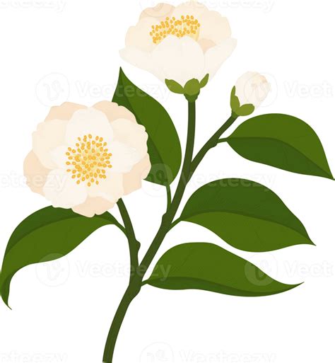 White Camellia Flower Hand Drawn Illustration 10172097 Png