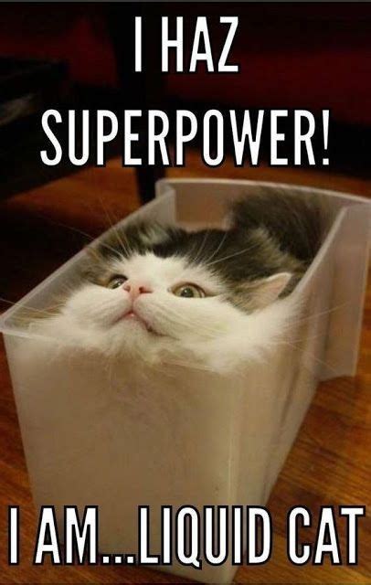 Cat memes are always in style. I am a liquid cat . Funny cats meme | Funny animal jokes, Cute animal memes, Funny cat memes