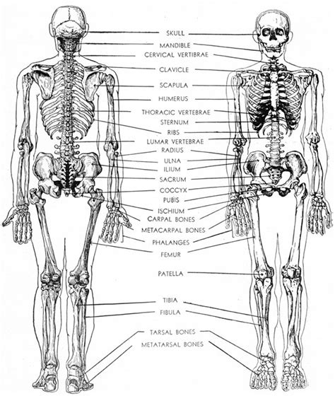 Posterior Skeleton Labeled