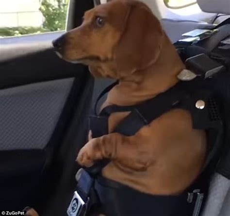Animal Rights Activists Slam Zugopet Dog Car Harnesses Daily Mail Online