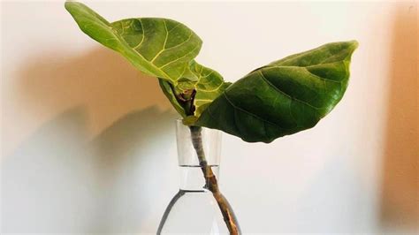 How To Propagate Fiddle Leaf Fig In Water ― In Depth Guide