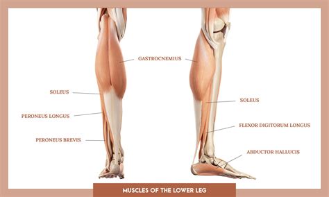 Lower Limb Muscles