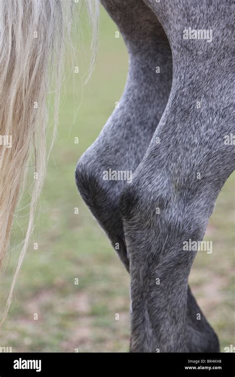 Horse Hind Legs Hi Res Stock Photography And Images Alamy
