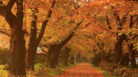 Wallpaper Nature Landscape Leaves Fall Path Old Tree Grass