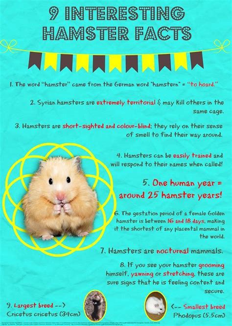 Hamster Facts Sheet Cute Hamster Coloring Pages Printable Hamsters