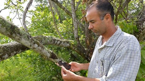 Laurel Wilt Fungus Poses Threat To Floridas Avocado Trees